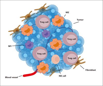 Immunometabolism in the tumor microenvironment and its related research progress